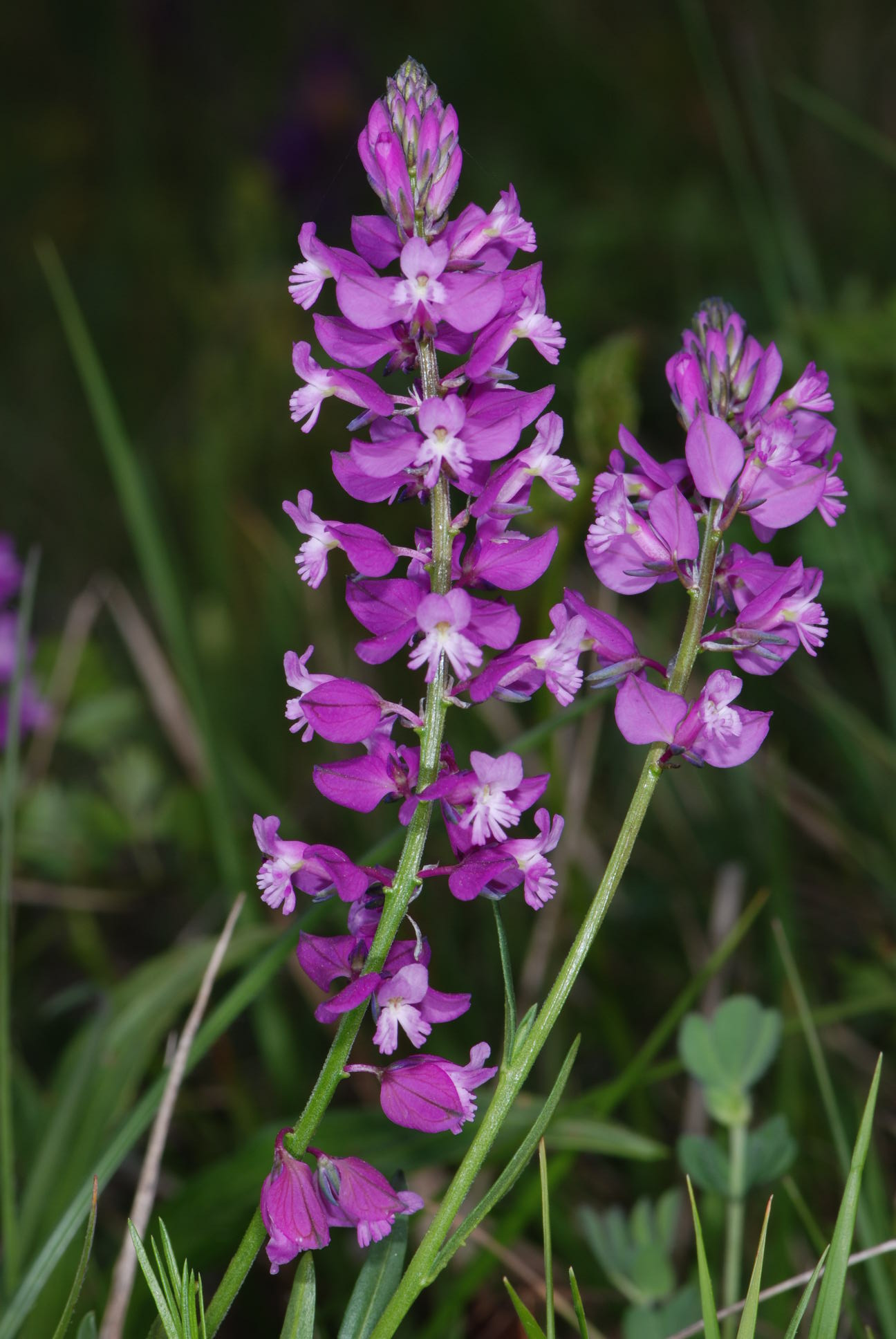 Polygala cfr. comosa